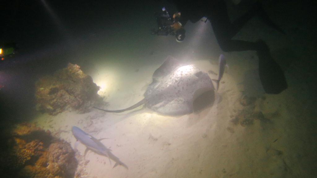 Night Dive  - 馬爾代夫 VAAVU  - ALIMATHAA JETTY 