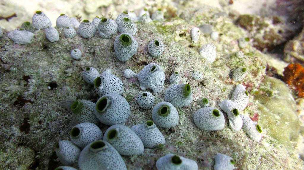 馬爾代夫 SOUTH ARI - MAHIBADHOO ROCK 