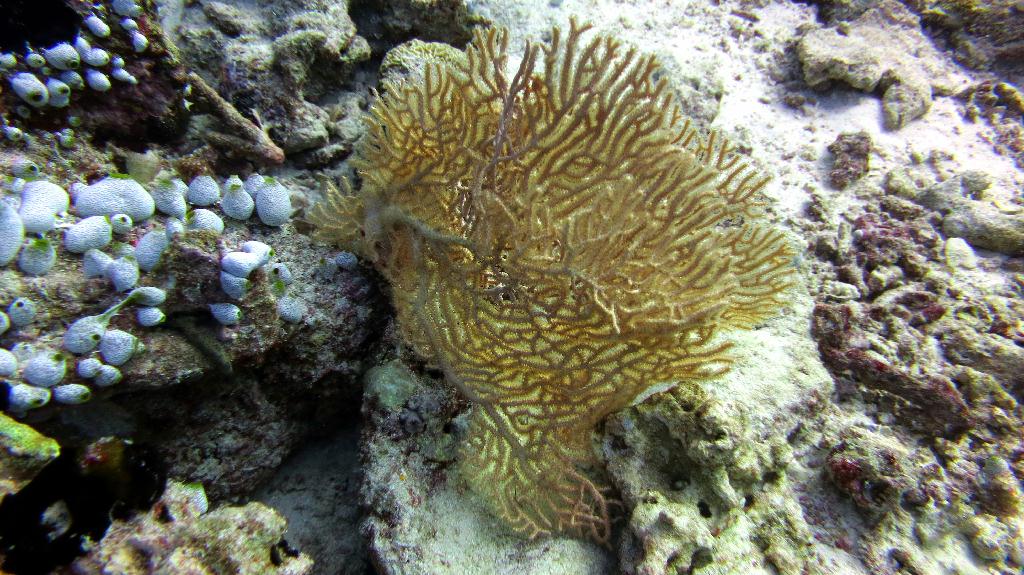 馬爾代夫 SOUTH ARI - MAHIBADHOO ROCK 
