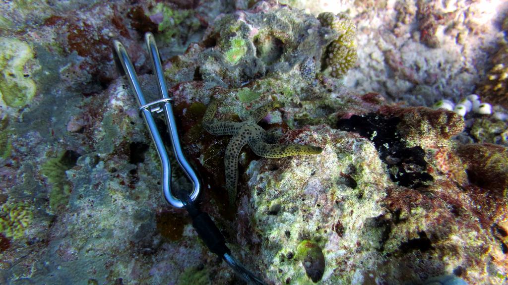 馬爾代夫 SOUTH ARI - MAHIBADHOO ROCK 