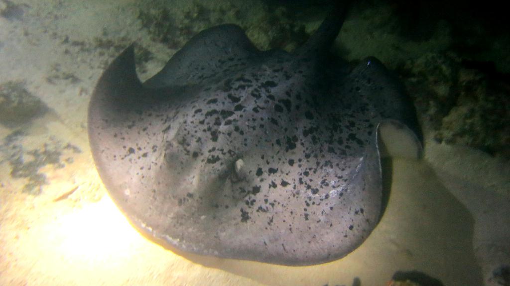 Night Dive  - 馬爾代夫 VAAVU  - ALIMATHAA JETTY 