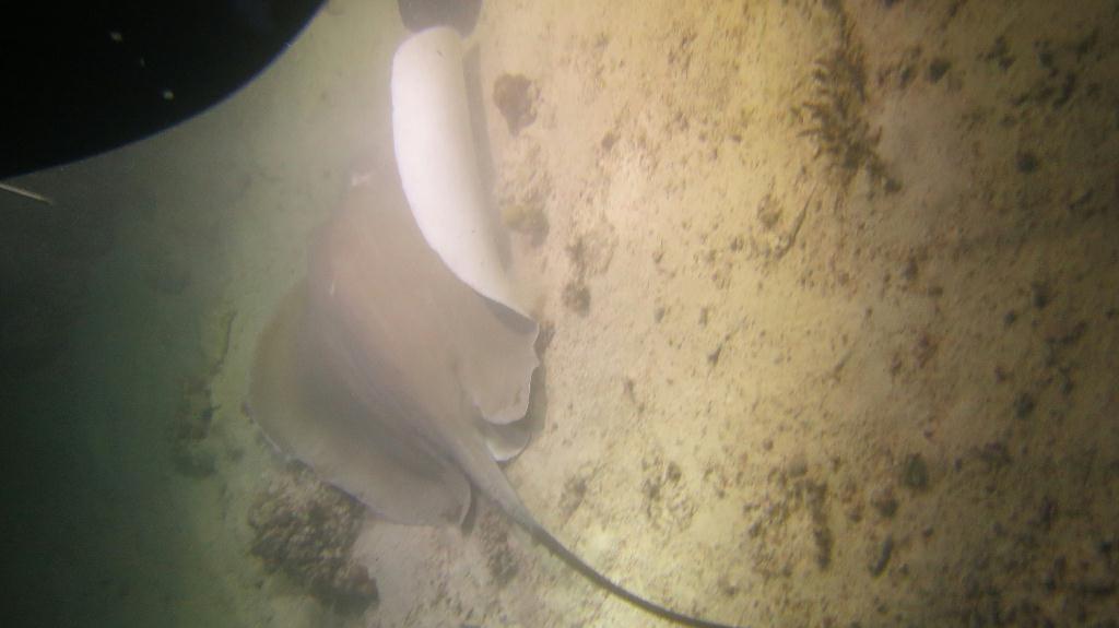 Night Dive  - 馬爾代夫 VAAVU  - ALIMATHAA JETTY 