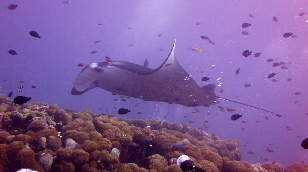 馬爾代夫 SOUTH ARI - MAHIBADHOO ROCK 