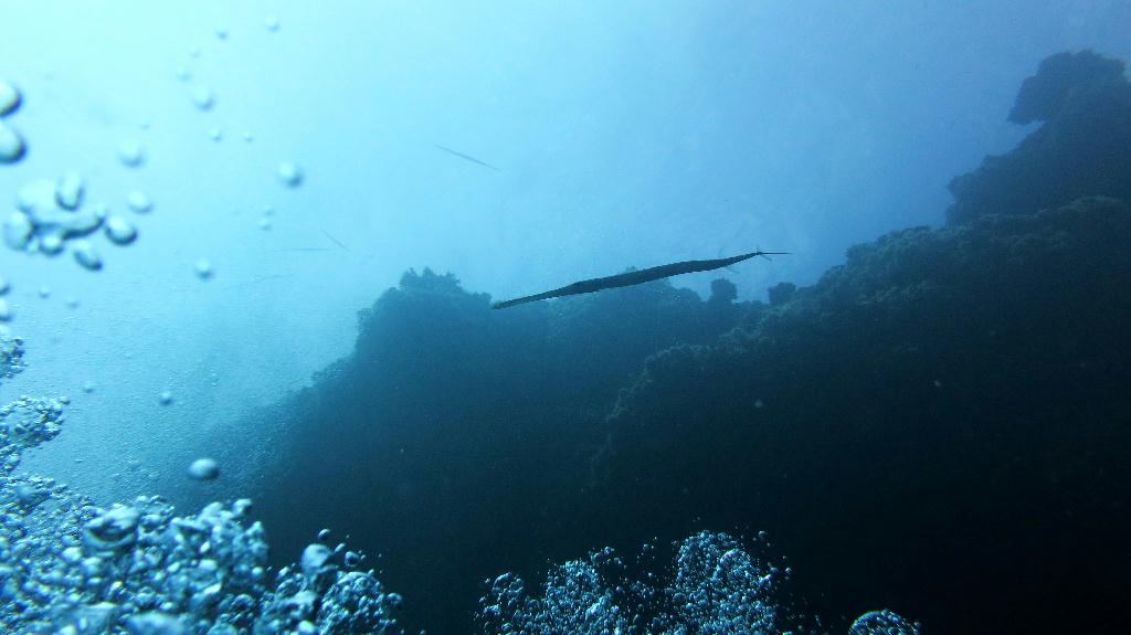 馬爾代夫 SOUTH ARI  - DHIGGA THILA 