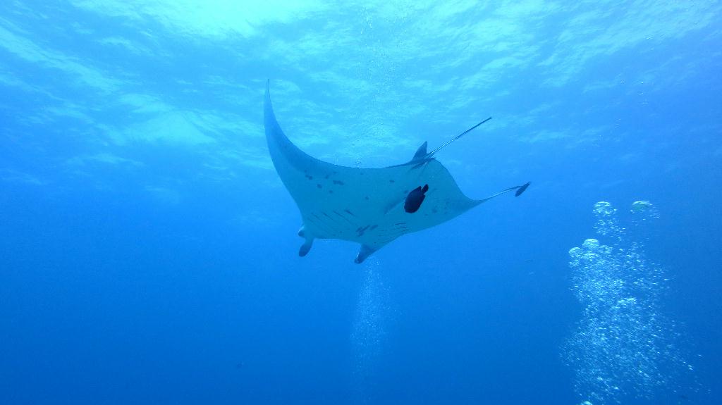 馬爾代夫 SOUTH ARI - MAHIBADHOO ROCK 