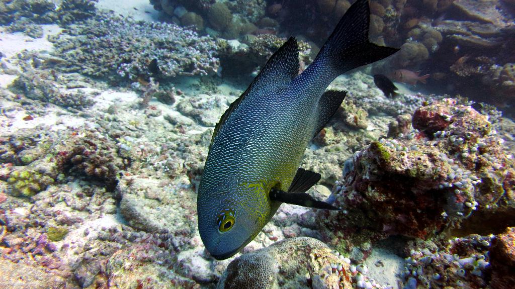 馬爾代夫 SOUTH ARI - MAHIBADHOO ROCK 