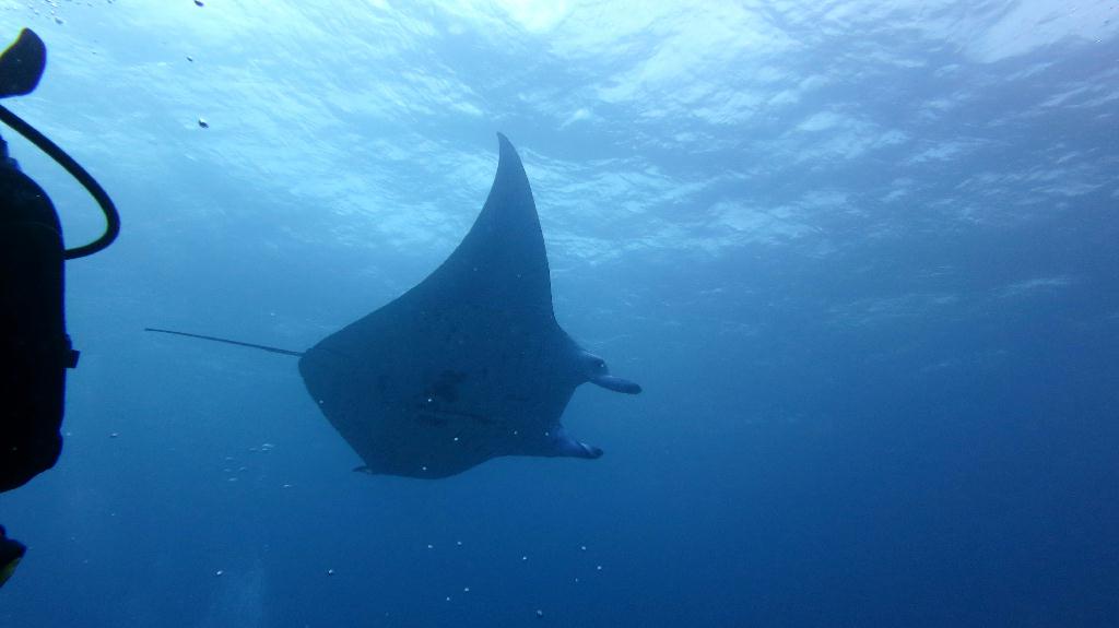 馬爾代夫 SOUTH ARI - MAHIBADHOO ROCK 