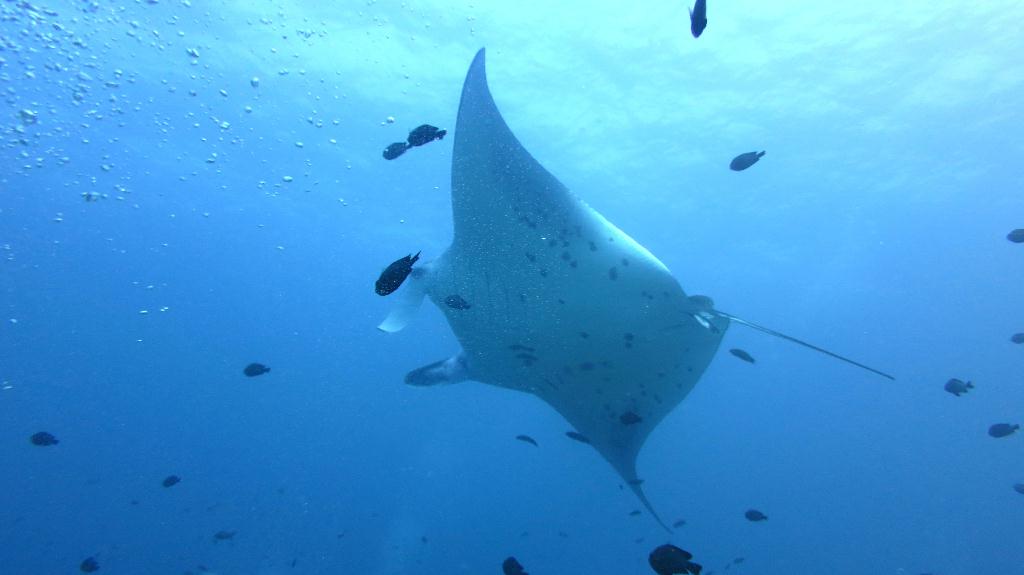 馬爾代夫 SOUTH ARI - MAHIBADHOO ROCK 