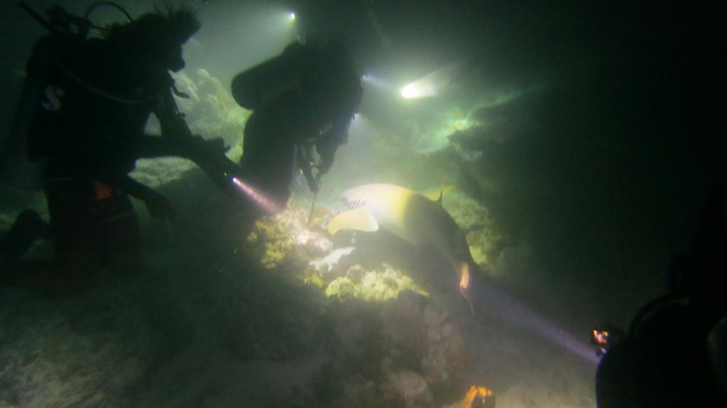 Night Dive  - 馬爾代夫 VAAVU  - ALIMATHAA JETTY 