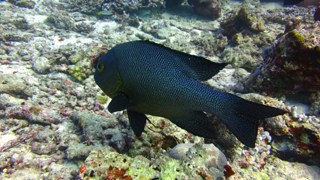 馬爾代夫 SOUTH ARI - MAHIBADHOO ROCK 