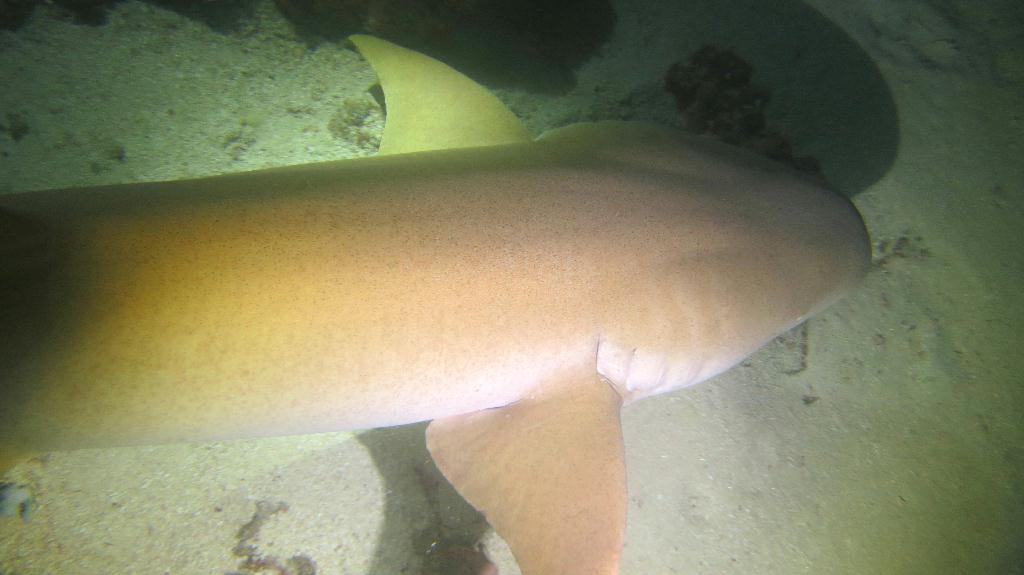 Night Dive  - 馬爾代夫 VAAVU  - ALIMATHAA JETTY 