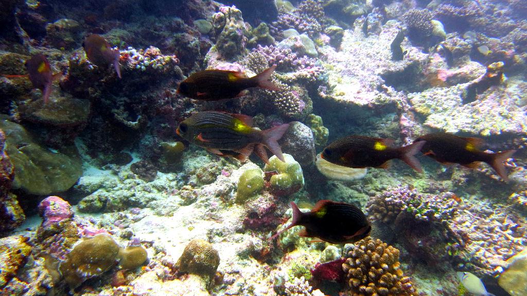 馬爾代夫 SOUTH ARI  - DHIHDHOO BEYRU 