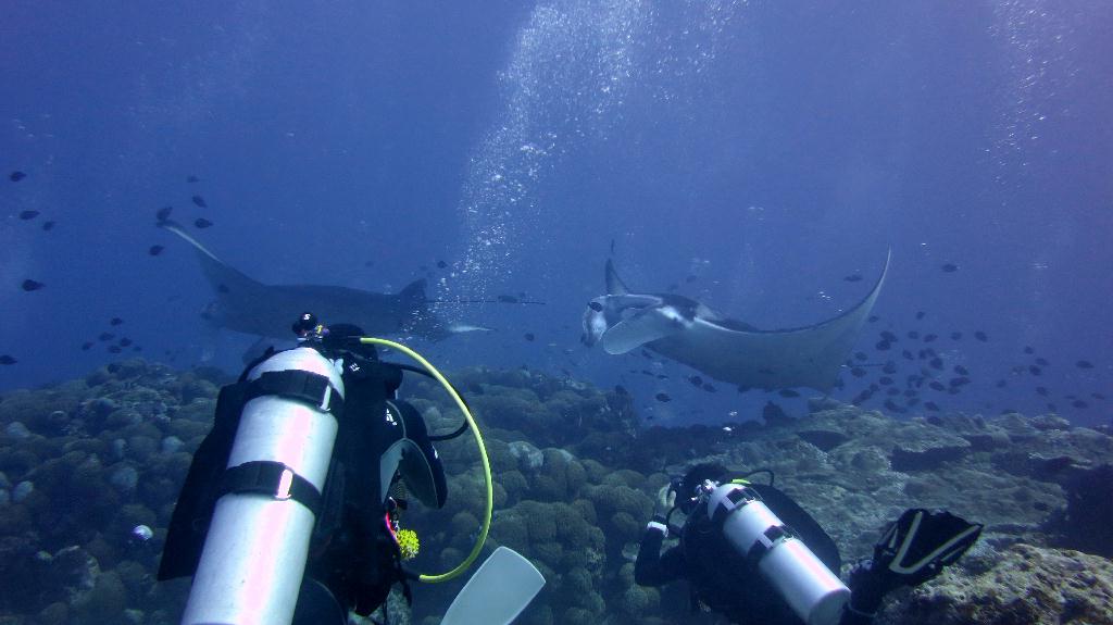 馬爾代夫 SOUTH ARI - MAHIBADHOO ROCK 