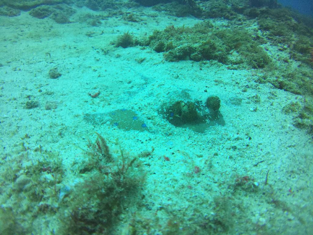 fundive - Puerto Galera Philippines  - Johnny rock