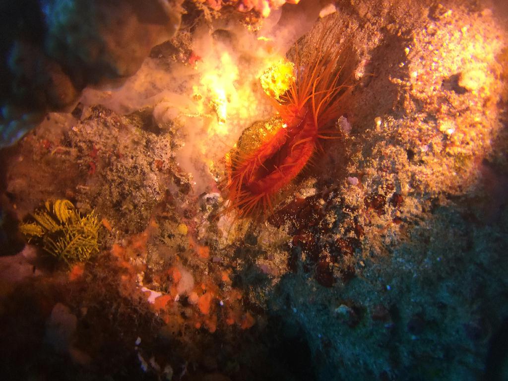 fundive - Puerto Galera Philippines  - Johnny rock
