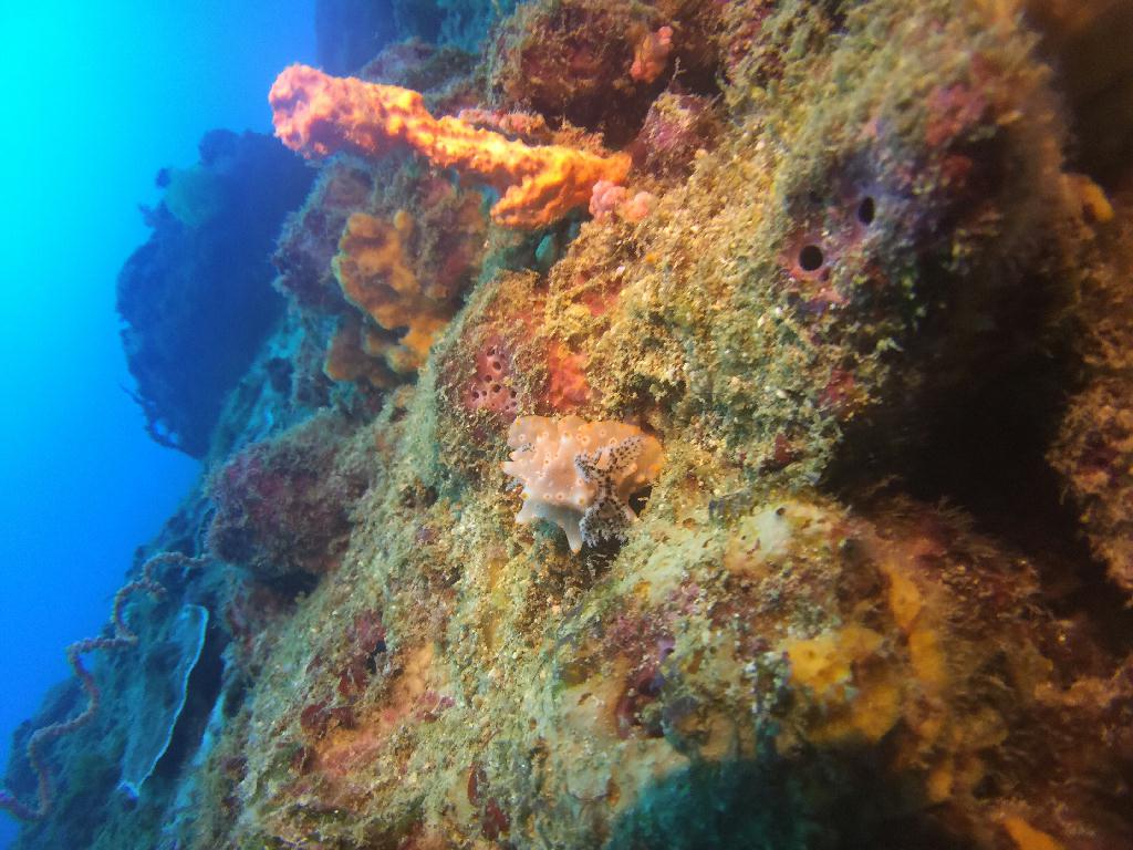 fundive - Puerto Galera Philippines  - Johnny rock