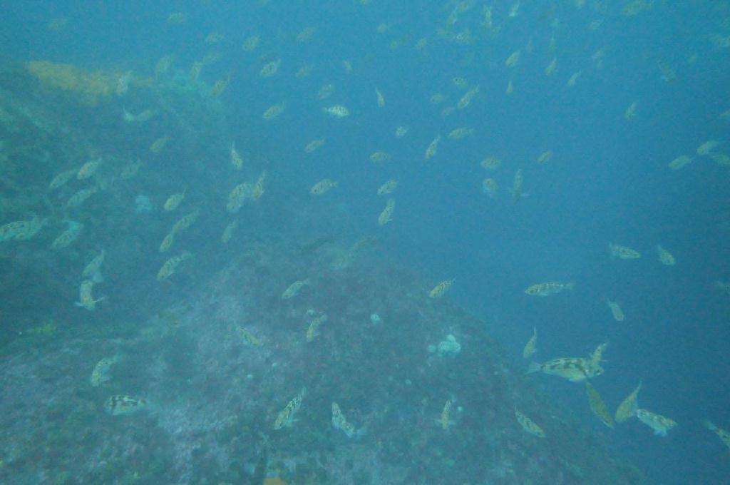 백상어리조트 - 5원소