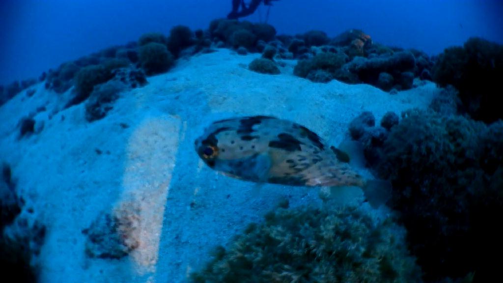 오키나와 투어 - Okinawa - Blue cave