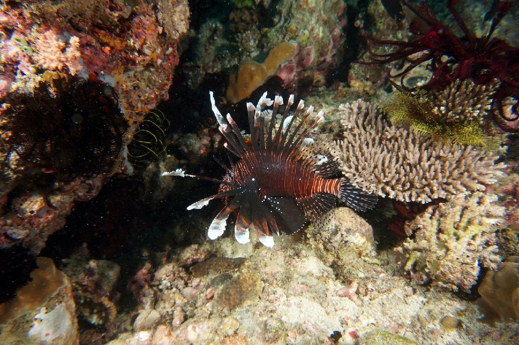 필리핀 아닐라오 리드마린리조트 - LAYAG LAYAG