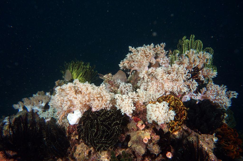 필리핀 아닐라오 리드마린리조트 - LAYAG LAYAG