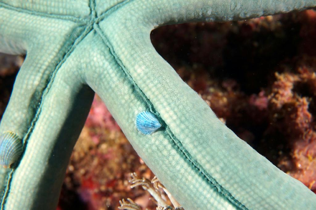 필리핀 아닐라오 리드마린리조트 - KIRBYS ROCK