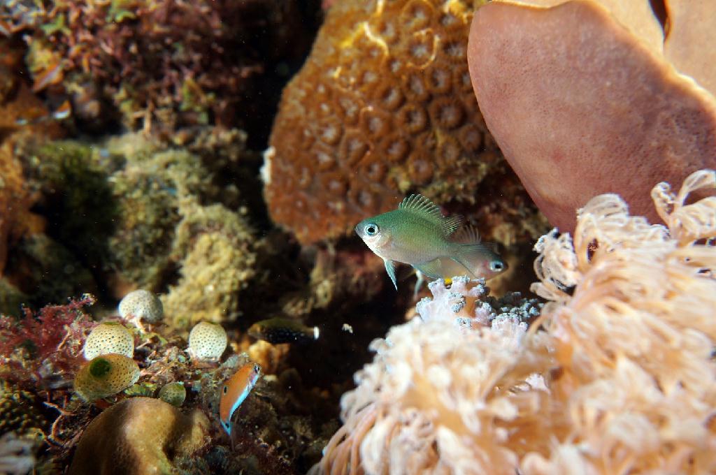 필리핀 아닐라오 리드마린리조트 - LAYAG LAYAG