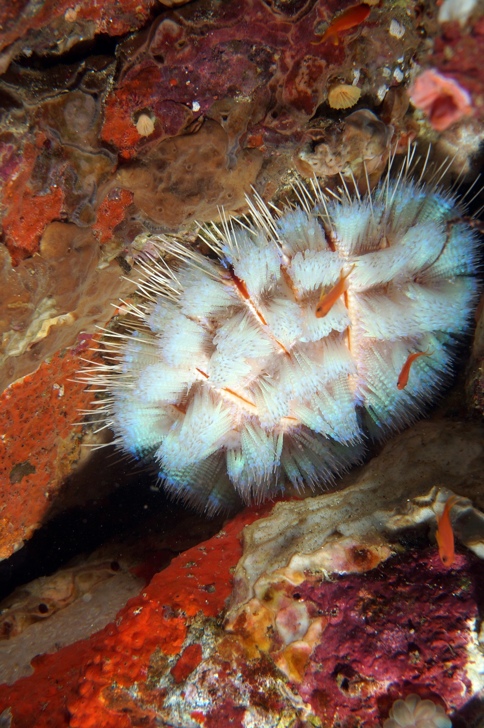 필리핀 아닐라오 리드마린리조트 - KIRBYS ROCK