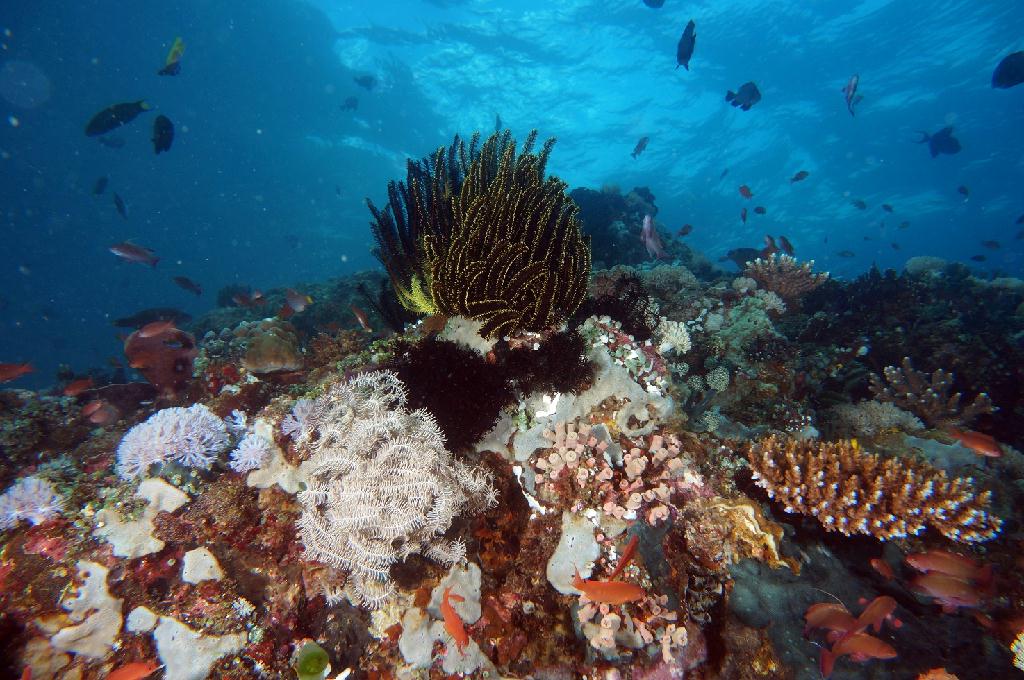 필리핀 아닐라오 리드마린리조트 - KIRBYS ROCK