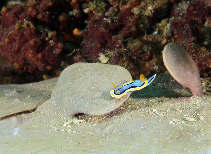 필리핀 아닐라오 리드마린리조트 - KIRBYS ROCK