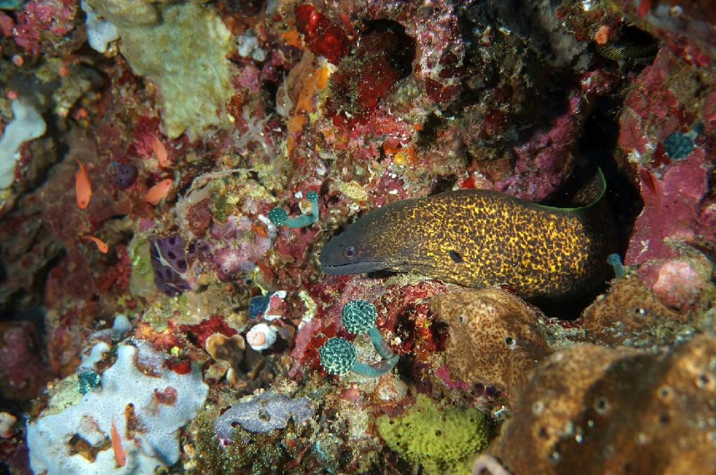 필리핀 아닐라오 리드마린리조트 - KIRBYS ROCK