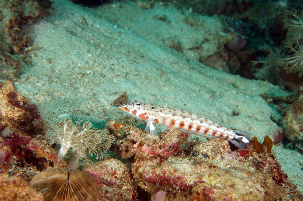 필리핀 아닐라오 리드마린리조트 - KIRBYS ROCK