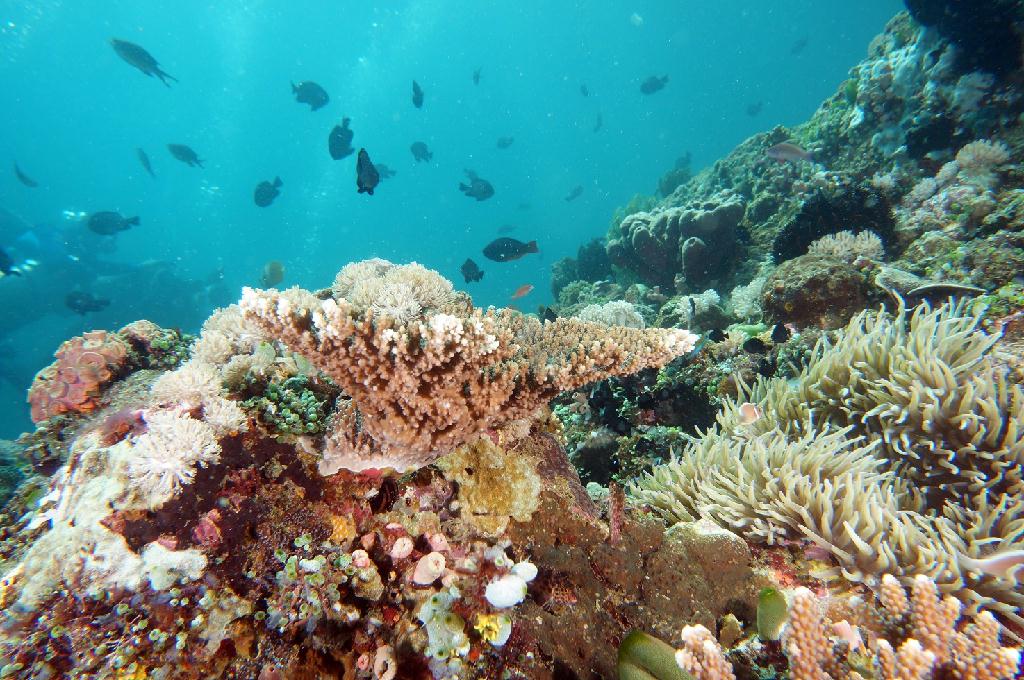 필리핀 아닐라오 리드마린리조트 - KIRBYS ROCK