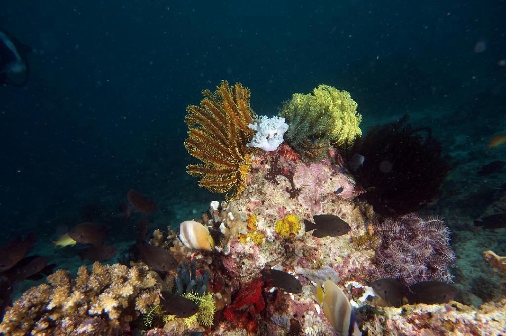 필리핀 아닐라오 리드마린리조트 - LAYAG LAYAG