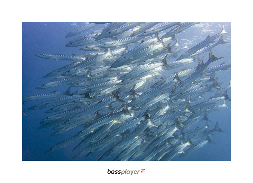 Oslob, Cebu, Philippines - Fish Bank ~ Baracuda edge