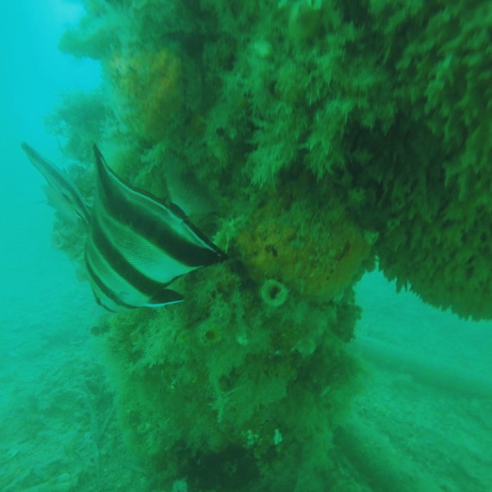 Woodman point  - Armo Jetty