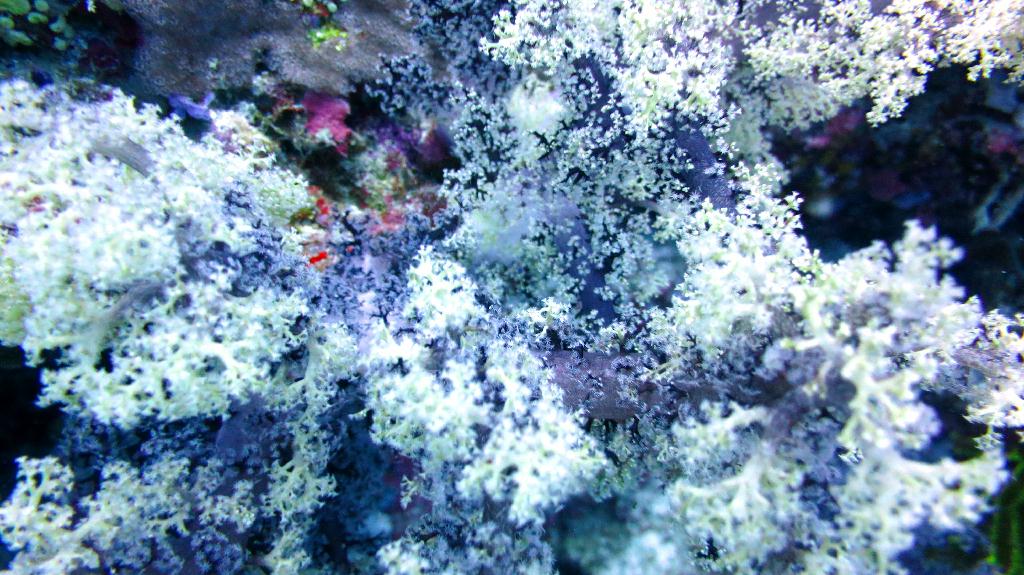 Bohol, Balicasag - Divers Heaven