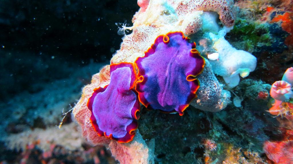 Bohol, Balicasag - Divers Heaven
