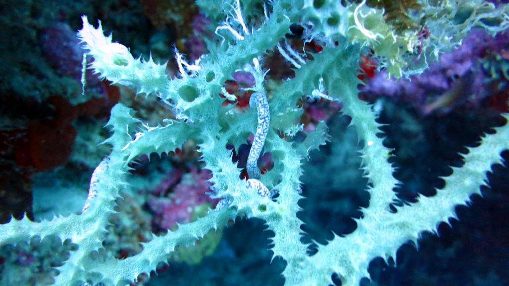 Bohol, Balicasag - Divers Heaven