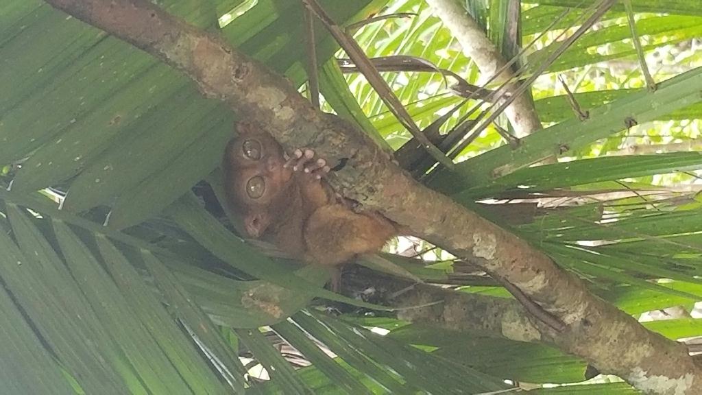 Bohol - Gak-Ang