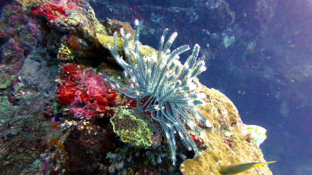 Bohol, Balicasag - Divers Heaven