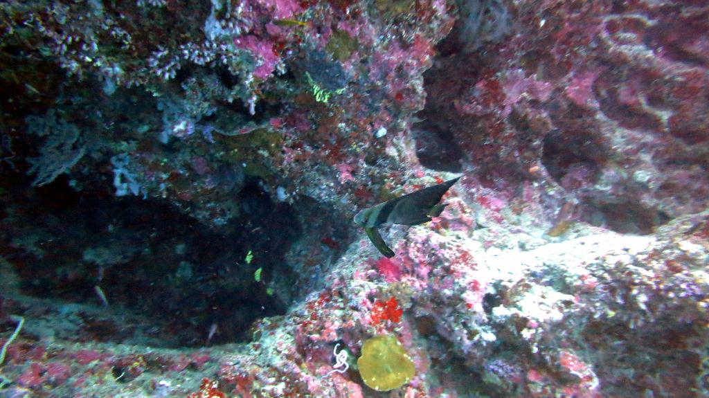 Bohol, Balicasag - Divers Heaven
