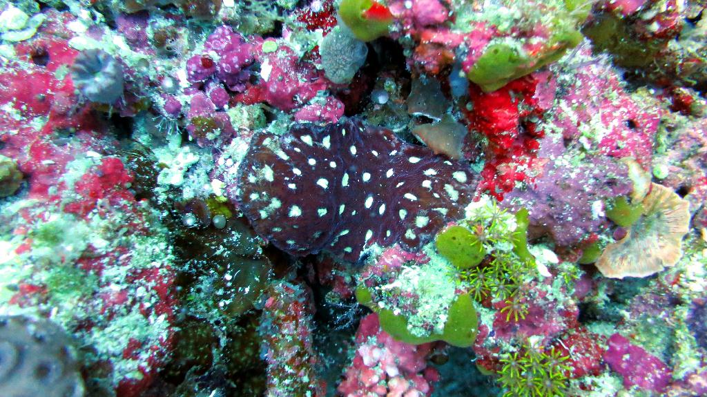 Bohol, Balicasag - Divers Heaven