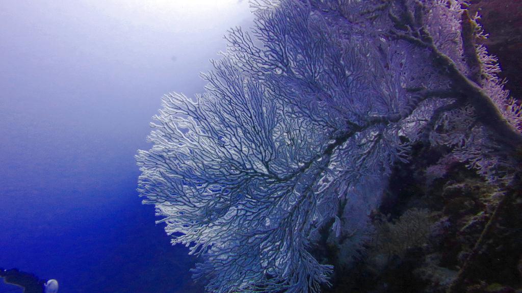 Bohol, Balicasag - Divers Heaven