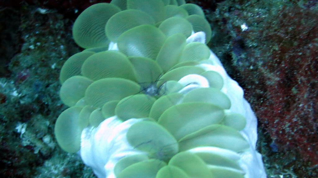 Bohol, Balicasag - Divers Heaven
