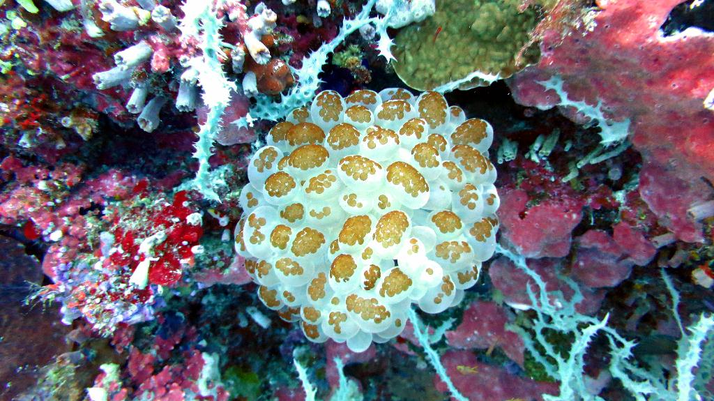 Bohol, Balicasag - Divers Heaven