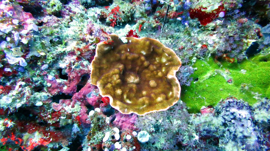 Bohol, Balicasag - Divers Heaven