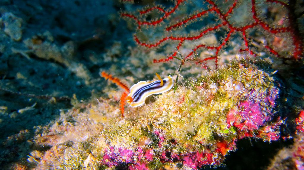 Bohol, Balicasag - Divers Heaven