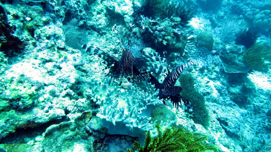 Bohol - Arco point