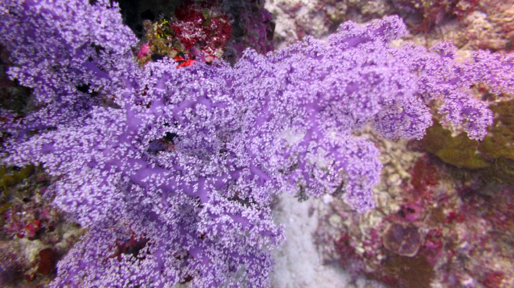 Bohol, Balicasag - Divers Heaven