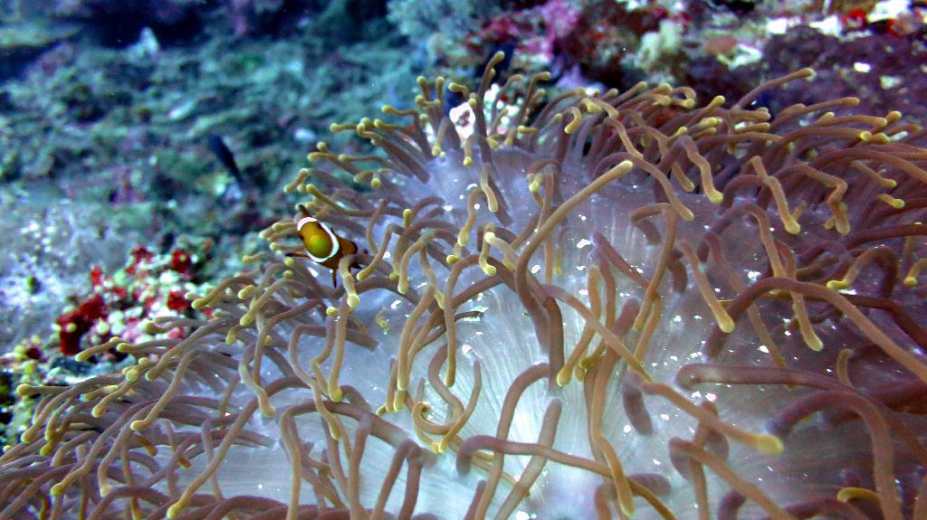 Bohol, Balicasag - Divers Heaven